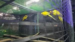 Ringneck Birds Breeding Pair