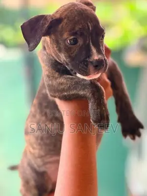 Pitpull Puppies