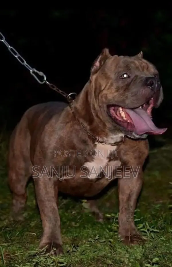 Pitpull Puppies