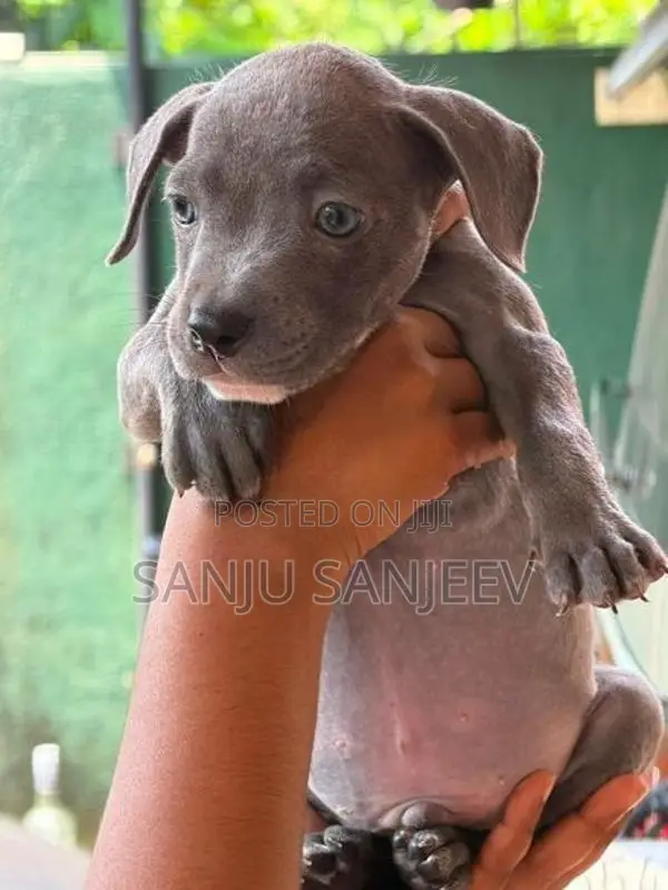 Pitpull Puppies
