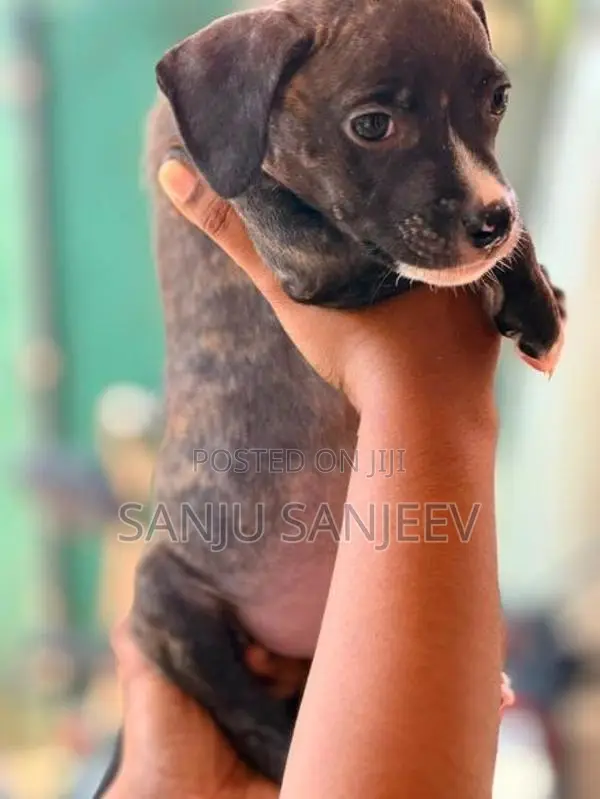 Pitpull Puppies