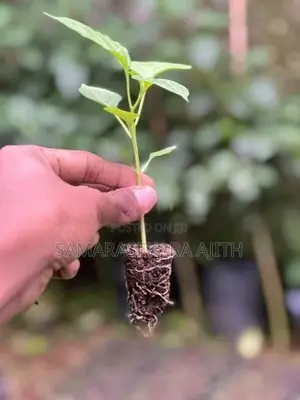 නයි මිරිස් පැළ