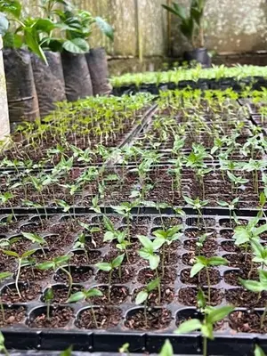 නයි මිරිස් පැළ