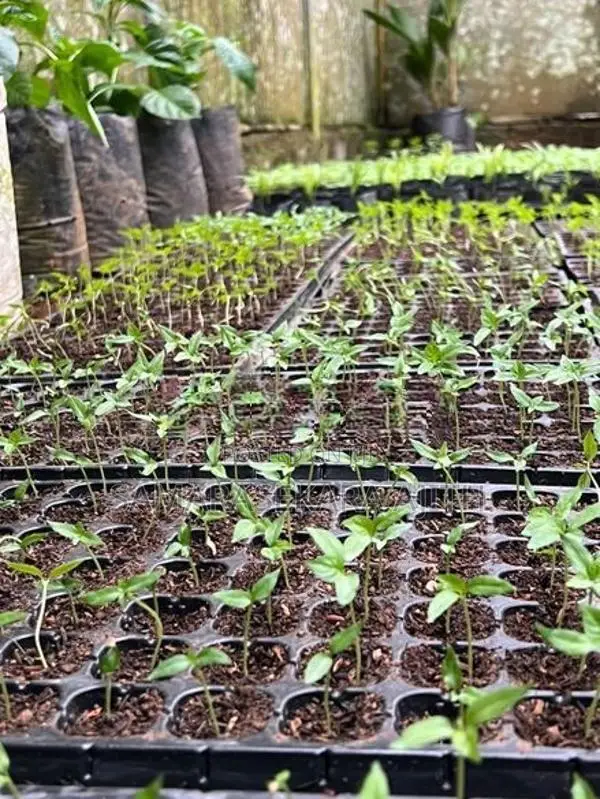 නයි මිරිස් පැළ