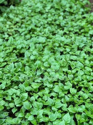 නයි මිරිස් පැළ