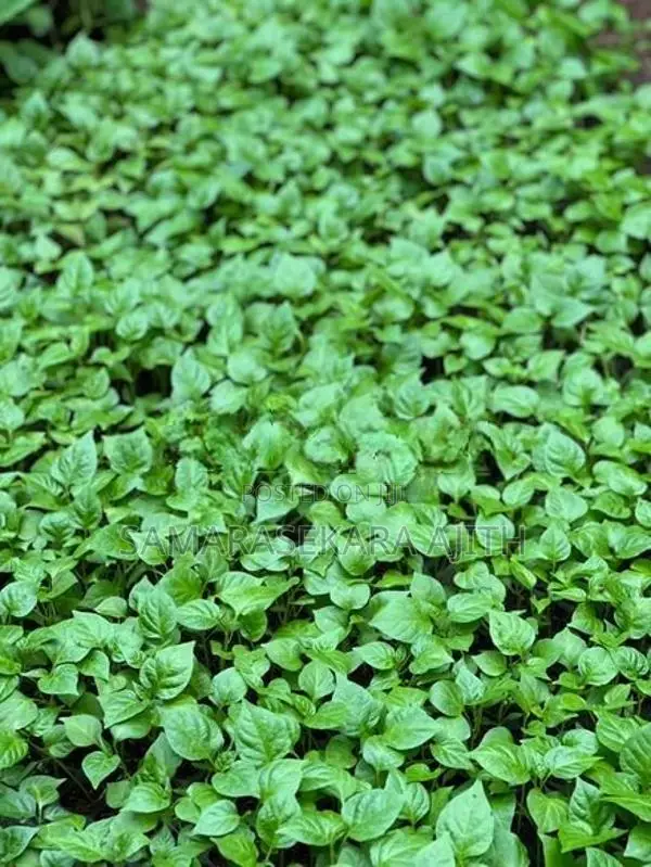 නයි මිරිස් පැළ
