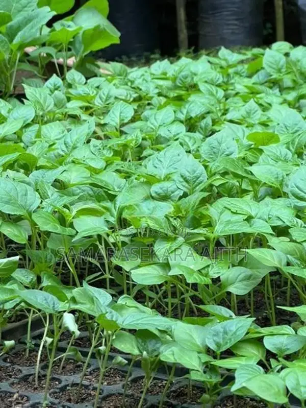 නයි මිරිස් පැළ
