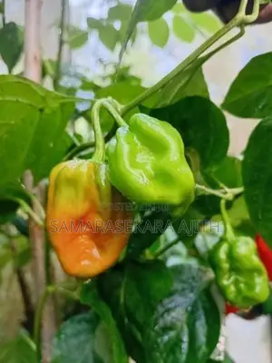 නයි මිරිස් පැළ