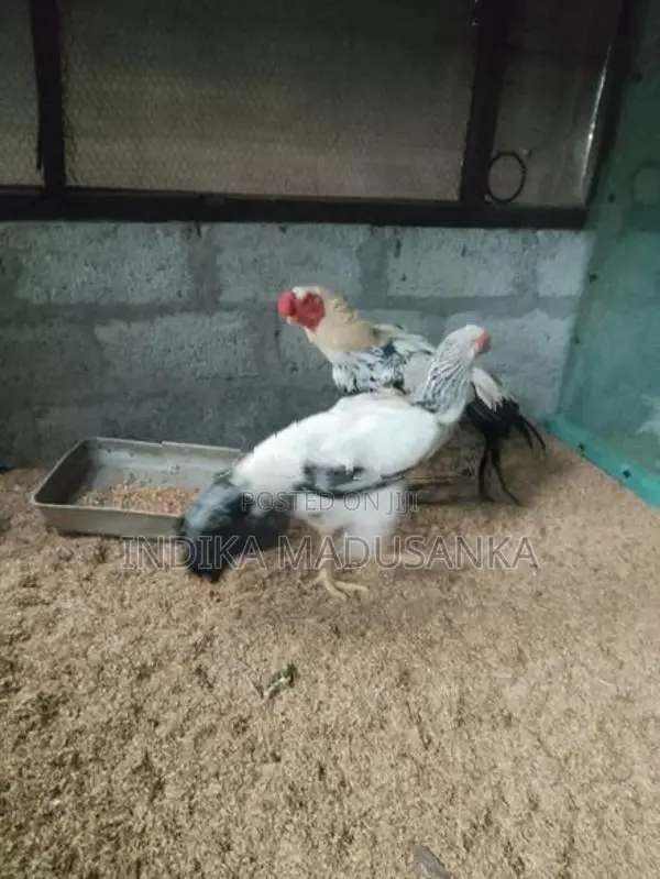 Parrot Beak Rooster