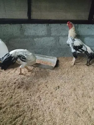 Parrot Beak Rooster