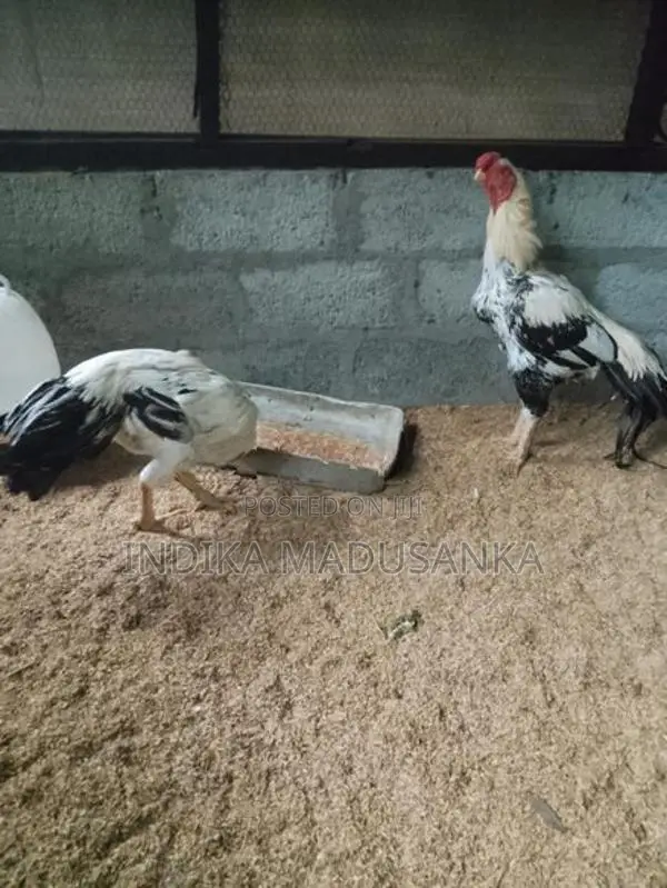 Parrot Beak Rooster