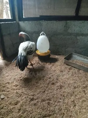 Parrot Beak Rooster