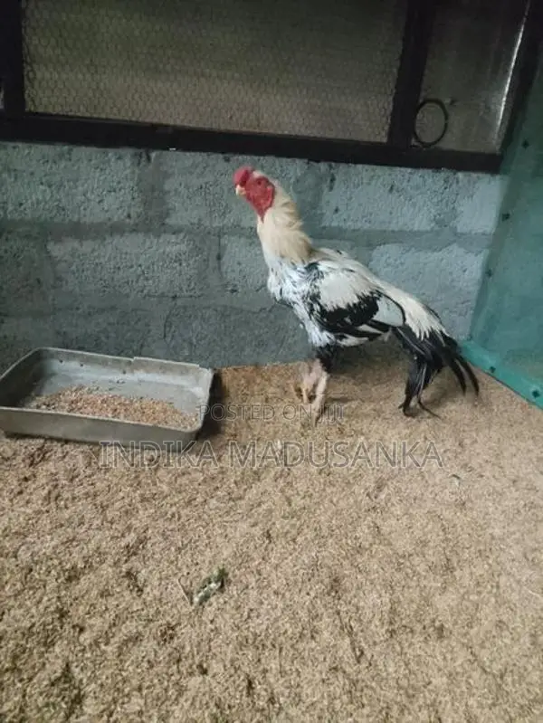 Parrot Beak Rooster