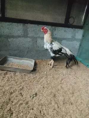 Parrot Beak Rooster