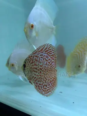 Discus ( Albino Platinum With Leopard