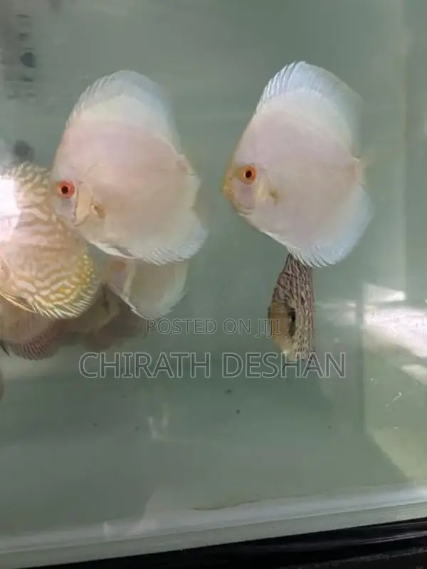 Discus ( Albino Platinum With Leopard
