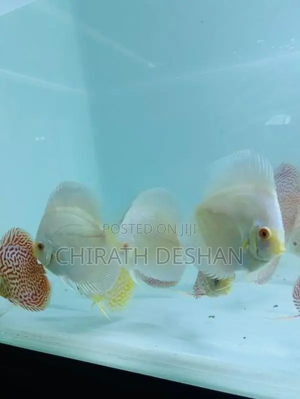 Discus ( Albino Platinum With Leopard