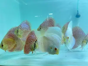 Discus ( Albino Platinum With Leopard