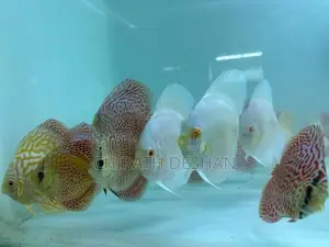 Discus ( Albino Platinum With Leopard