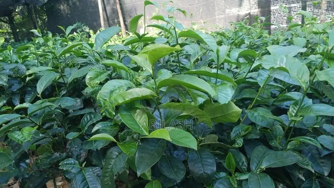 2025 තේ පැල