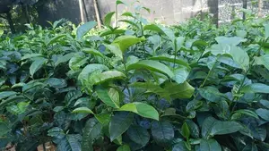 2025 තේ පැල