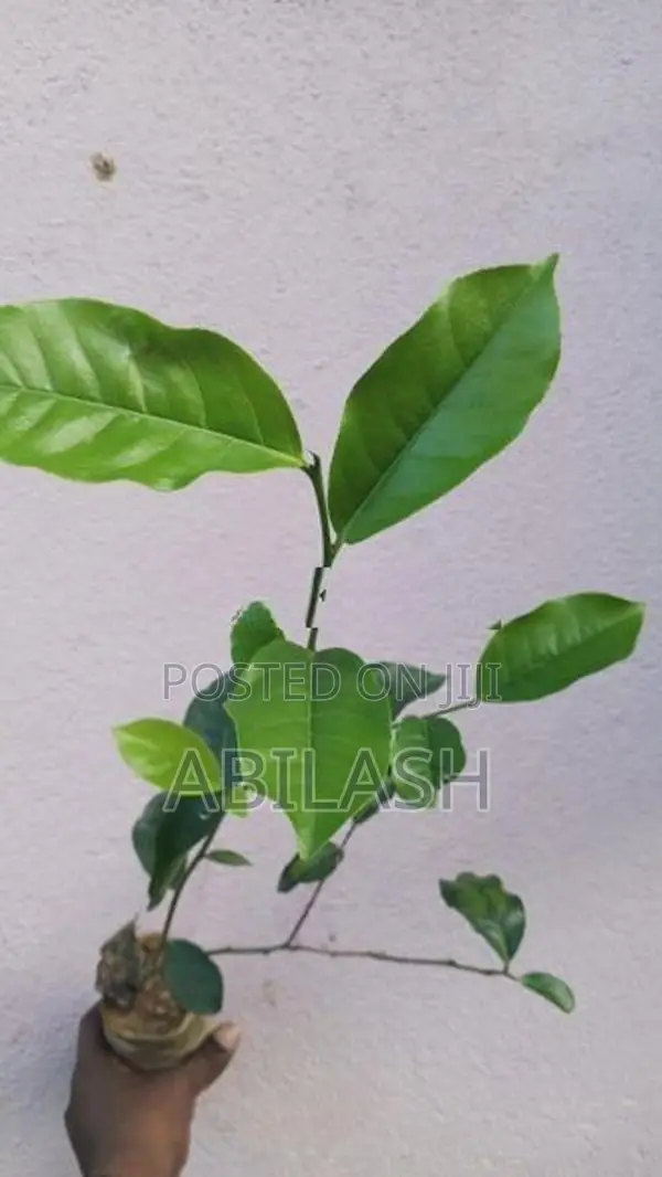 2025 තේ පැල