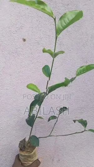 2025 තේ පැල
