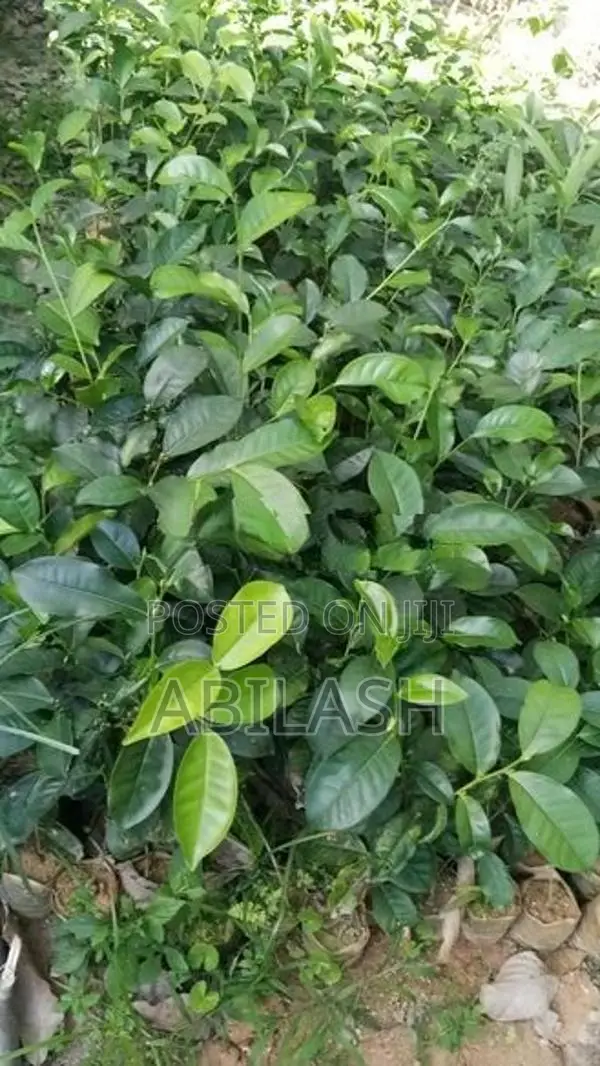 2025 තේ පැල