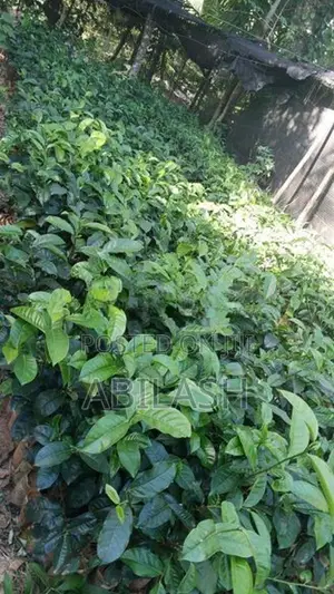 2025 තේ පැල