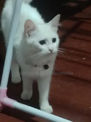 Persian Cat