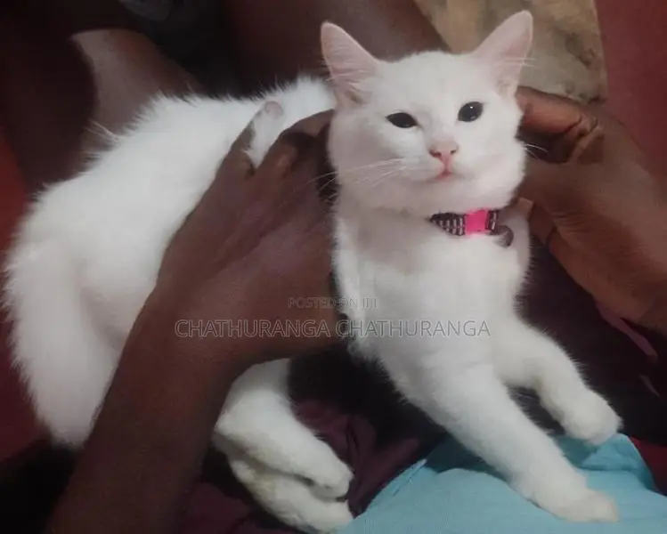Persian Cat
