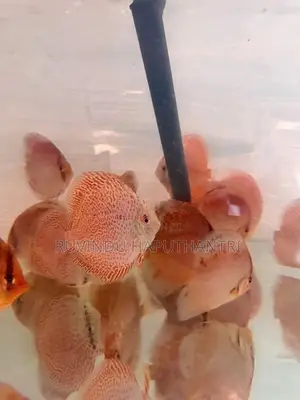 Discus Fish