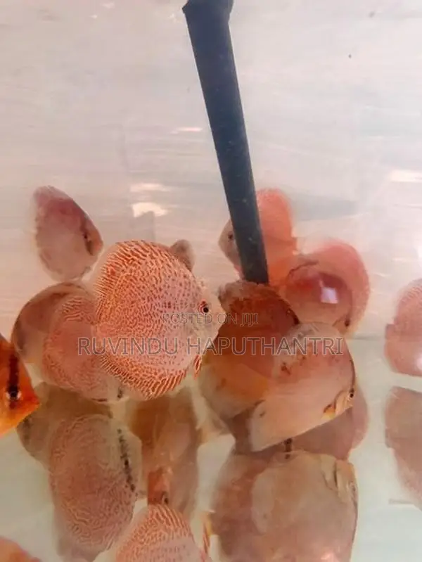 Discus Fish