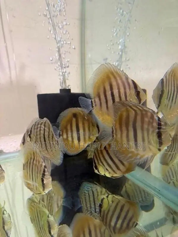 Discus Fish