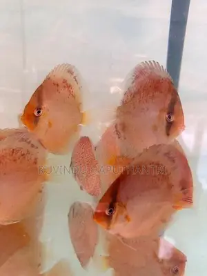 Discus Fish