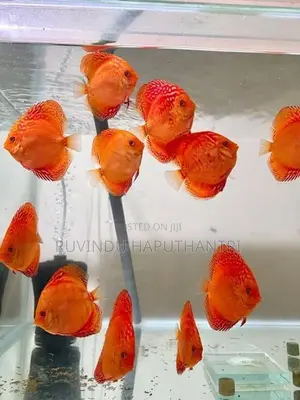 Discus Fish