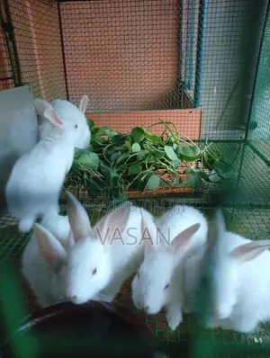 Rabbit Pair