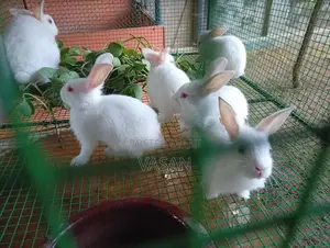 Rabbit Pair