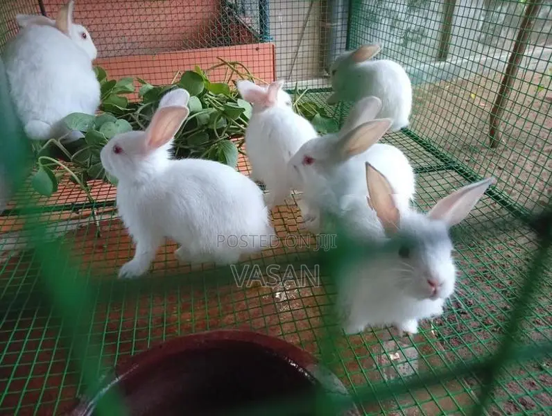 Rabbit Pair