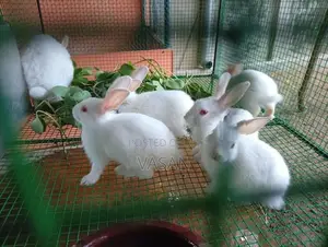 Rabbit Pair