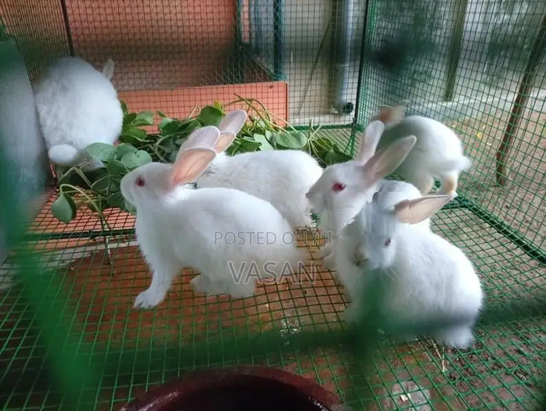 Rabbit Pair