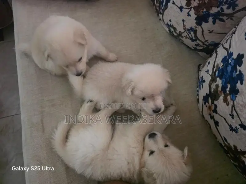 Pomeranian Dog