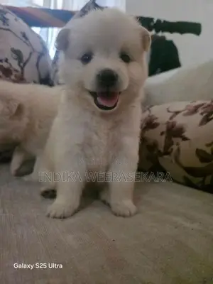 Pomeranian Dog