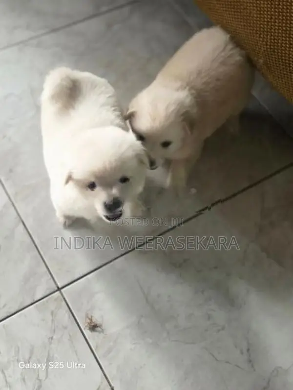 Pomeranian Dog