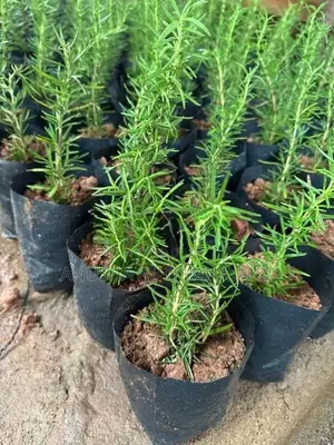 Rosemary Plants