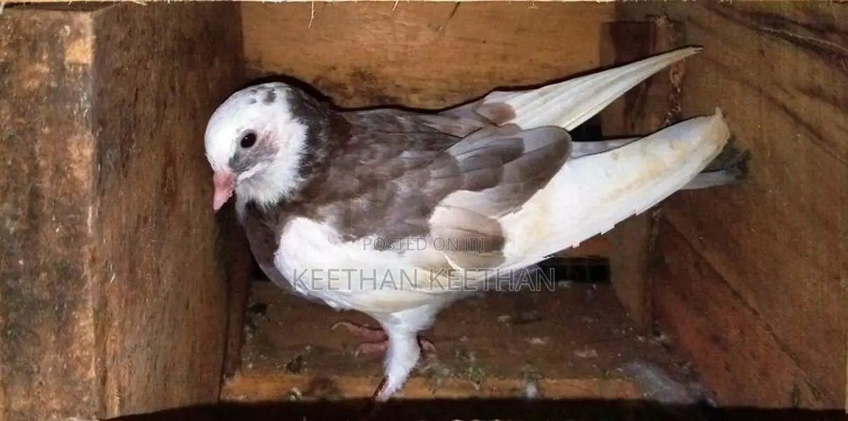 Purakkal