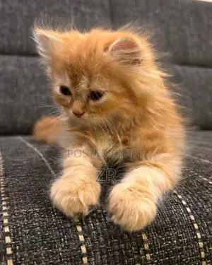 Persian Cat Kitten