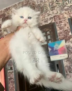 Persian Cat Kitten
