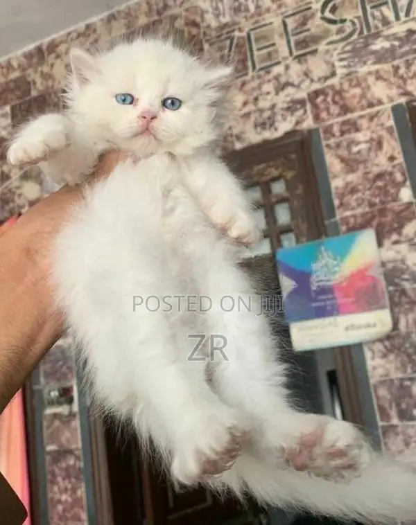 Persian Cat Kitten