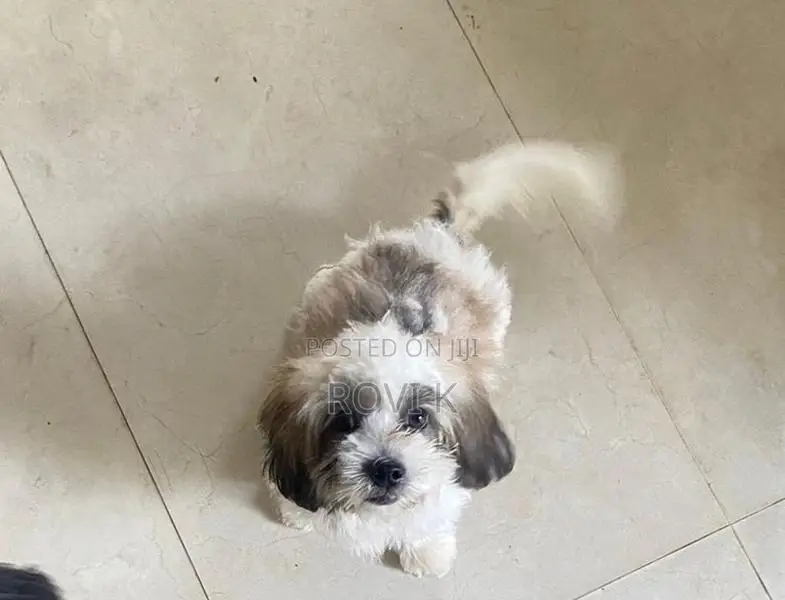 Shih Tzu Puppy